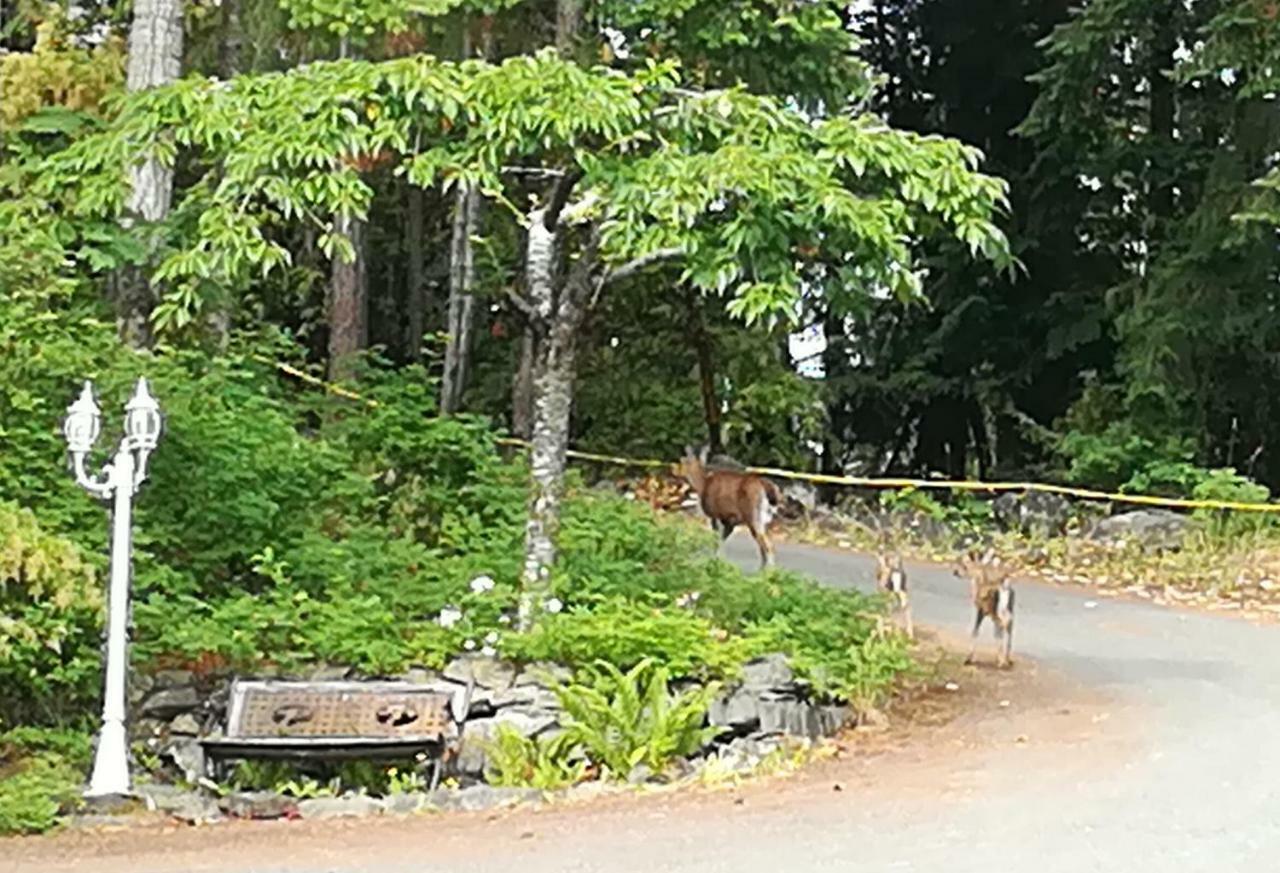 Vancouver Island Castle Cove Inn 슈메이너스 외부 사진